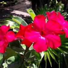 ADENIUM OBESUM ROSSO, PIANTA
