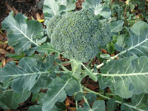Broccoli germogli verde - broccoli,