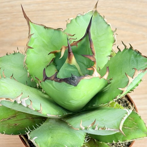 Agave titanota pot - pot, 10cm