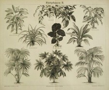 1897 Antica Litografia Di