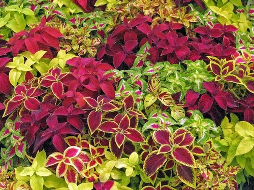 100 semi coleus mix - semi, in