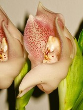 Anguloa Species White Dove profumo Select XL pianta orchidee Lycaste Vanda