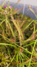 Drosera Capensis - Size M -