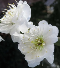 Prunus Mume alboplena vaso 9