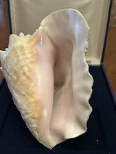 conchiglie da collezione