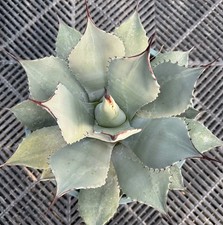 Agave parryi var.huachucensis