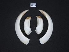 Pistola cinghiale (n.1274)