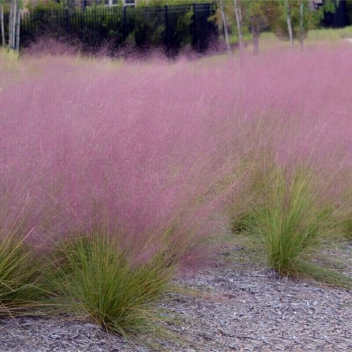 Pianta muhlenbergia - di,
