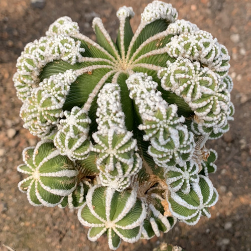 Piante succulente aztekium - piante,