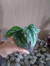 Rara pianta schindapsus pictus - pianta,