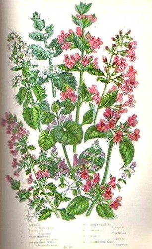 Stampa botanica antica 1899 - botanica,