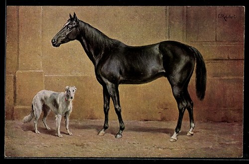 Cartolina cavallo razza - cavallo, di