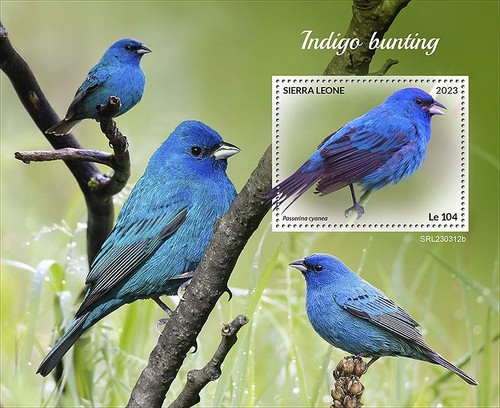 Indigo bunting birds - indigo, cardinal