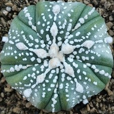 Astrophytum asterias