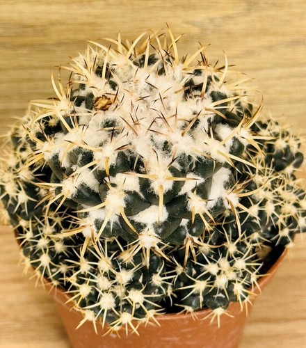 Coryphantha bumamma pot - bumamma,