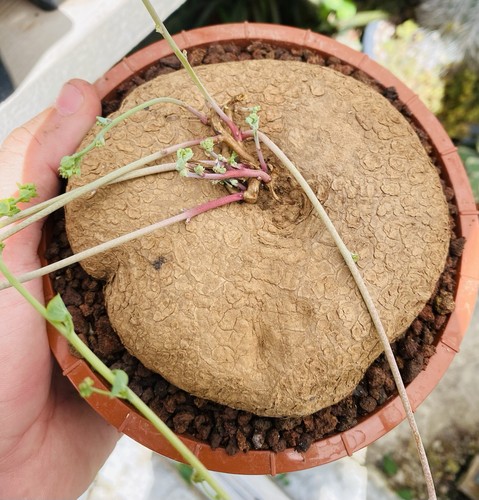 Stephania cephalantha hayata - ,