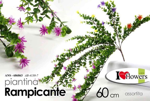 Pianta rampicante cm - rampicante, 60