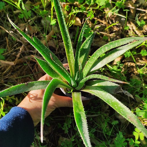 Vaso aloe humilis umilis - umilis, micro