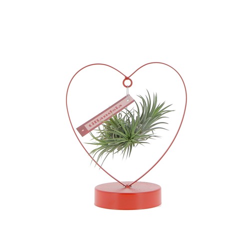 Kentis tillandsia con - kentis,