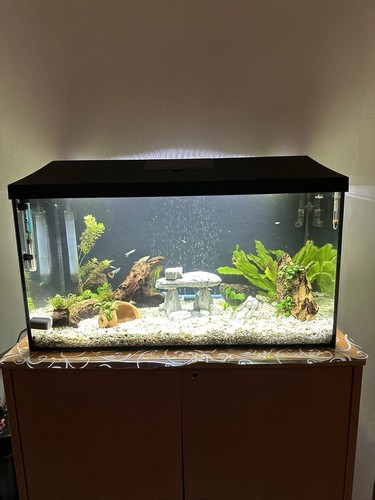 Acquario completo usato - completo,