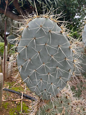 OPUNTIA ENGELMANNII SP A TALEA