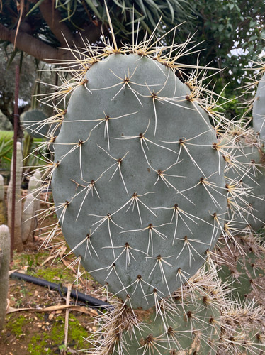 Opuntia engelmannii talea - a,