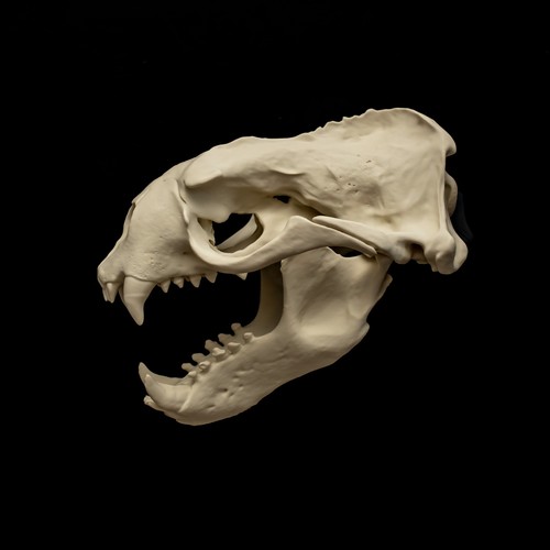 Sea lion skull - sea,