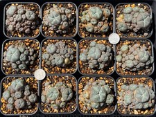 Ariocarpus Astrophytum