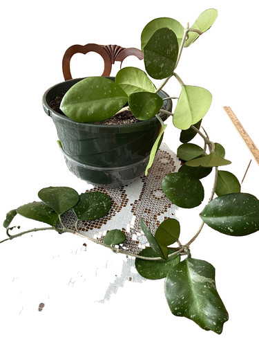 Hoya carnosa una - hoya, pianta,