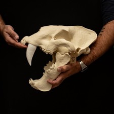 Sabertooth Skull Replica
