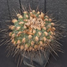Thelocactus rinconensis f