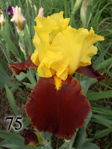 Rizoma iris germanica - iris,
