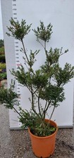 PIANTA DI ILEX CRENATA PON PON
