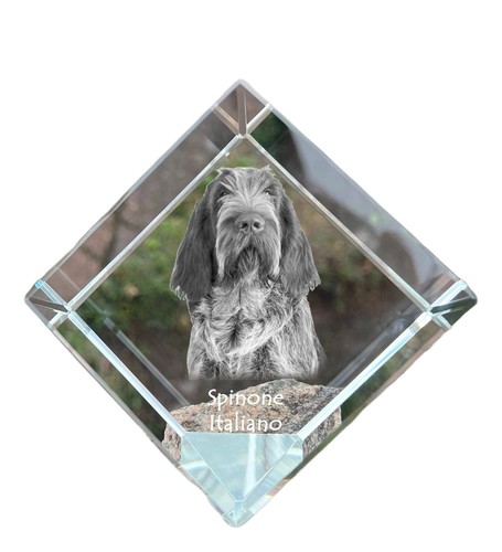 Spinone italiano dado - , di