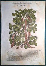 Antique Print MATTIOLI