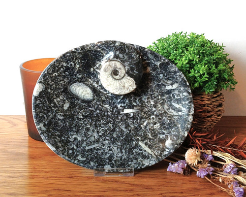 Goniatite ammonite orthoceras - ammonite,