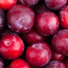 PIANTA DA FRUTTO SUSINO REGINA