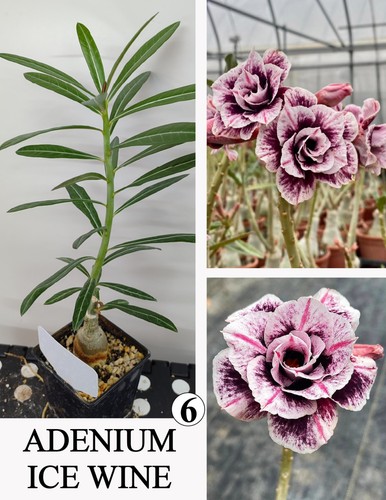 Adenium ice wine rosa di - ice, n6
