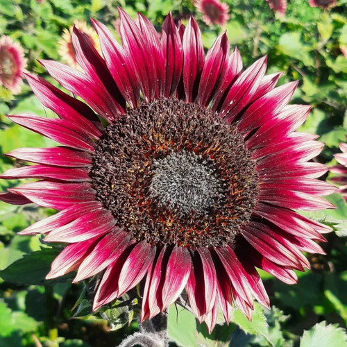 100 semi girasole - semi, 'cherry