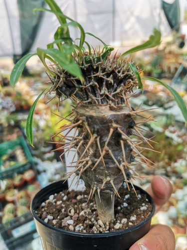 Pachypodium lamerei crestata