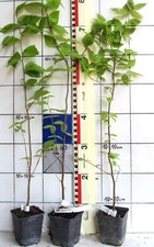 Betula lenta - Betulla da