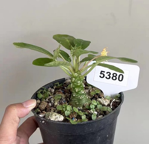 Vaso dorstenia elata - 10,