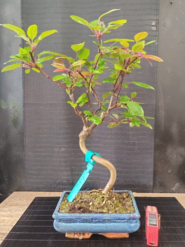 Bonsai melo fiore rosso - di,