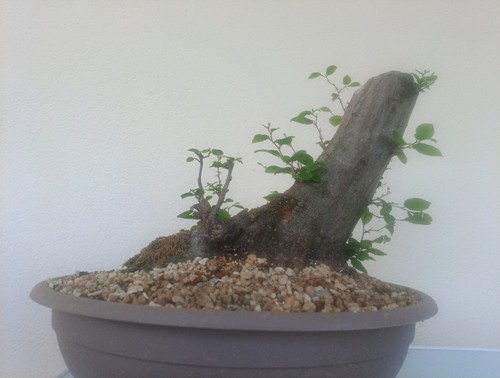Bonsai xxl carpino - bonsai,