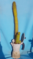 Funny Vase : Cactus & Moka - Hildewintera aureispina Piante Grasse Bonsai