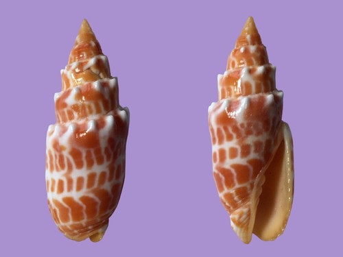 Mitridae mitra stictica - mitridae,,