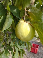 Mele Cotogne di Sicilia 2025 -Prod.propria Kg.5