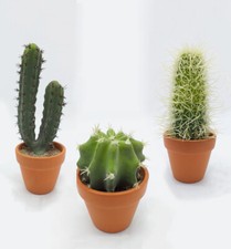 Piante Grasse Spinose