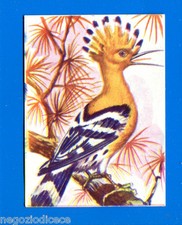 ANIMALI - Lampo 1964 - Figurina-Sticker n. 208 - UPUPA -New