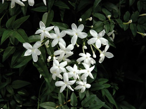 Pianta gelsomino jasminum - pianta,